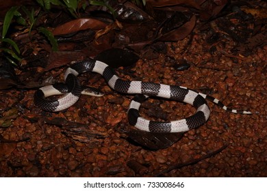 Highly Venomous Malayan Krait Bungarus Candidus Stock Photo 733008646 ...