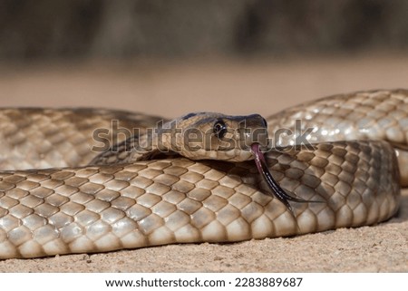 Highly venomous Strap-snouted Brown Snake
