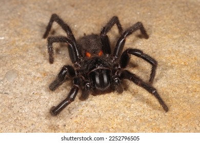Highly venomous Sydney Funnel Web Spider - Shutterstock ID 2252796505