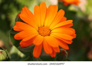 The high-quality image allows for a clear view of the flower's intricate details, from the delicate veins on the petals to the subtle variations in color. This close-up shot highlights the natural 
