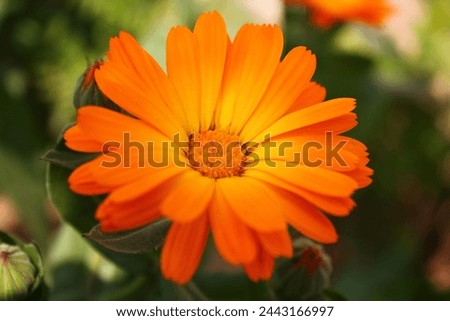 The high-quality image allows for a clear view of the flower's intricate details, from the delicate veins on the petals to the subtle variations in color. This close-up shot highlights the natural 