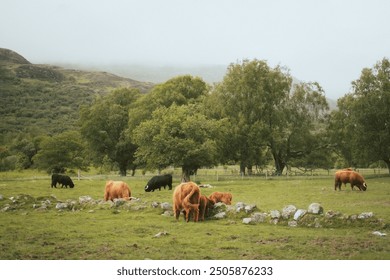 High-quality image of a Scottish Highland cow with its distinctive shaggy coat and long horns, captured in its natural habitat within the scenic landscapes of rural Scotland. Iconic, rustic. - Powered by Shutterstock