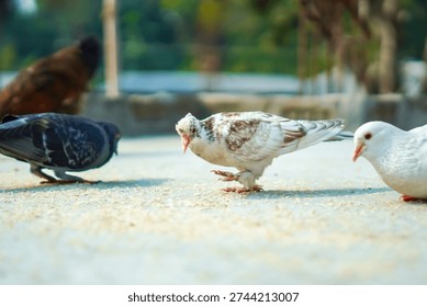 High-quality image of three chickens exploring a sunny outdoor farm area with soft natural lighting and rustic charm.