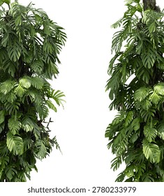 A high-quality, isolated botanical element featuring lush, vertical clusters of Monstera adansonii (Swiss Cheese Plant) or similar tropical climbing vines. The image displays two dense pillars of vibrant green foliage with characteristic fenestrated leaves, climbing upwards as they would on natural tree trunks. Perfectly cut out against a pure white background, this vertical greenery is ideal for architectural visualization, interior design mockups, and creating natural borders or tropical forest effects in digital compositions.