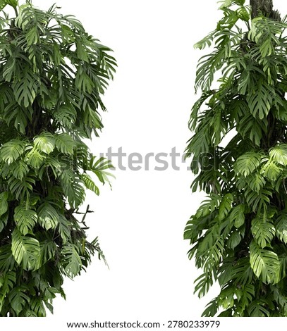 A high-quality, isolated botanical element featuring lush, vertical clusters of Monstera adansonii (Swiss Cheese Plant) or similar tropical climbing vines. The image displays two dense pillars of vibrant green foliage with characteristic fenestrated leaves, climbing upwards as they would on natural tree trunks. Perfectly cut out against a pure white background, this vertical greenery is ideal for architectural visualization, interior design mockups, and creating natural borders or tropical forest effects in digital compositions.