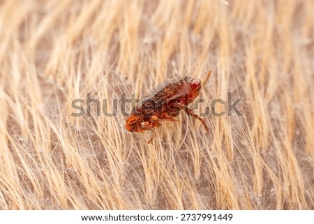 A high-quality macro close-up of a common flea (Siphonaptera) crawling through the thick, light-colored fur of a pet dog, highlighting the parasitic insect in its natural habitat.
