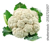 High-Quality PNG of Cauliflower isolated on white background – High Resolution