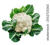 High-Quality PNG of Cauliflower isolated on white background – High Resolution