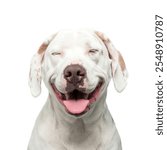 High-Quality PNG Happy white dog puppy smiling Isolated on White Background