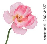 High-Quality PNG Pink Flower Blossom Isolated on White