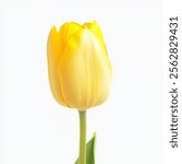 High-Quality PNG of Yellow tulip Isolated on White Background – High Resolution