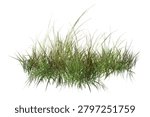 High-quality, sharp isolated clump of green wild grass and weeds on a pure white background. Perfect for architectural rendering, landscape design, and digital collage.