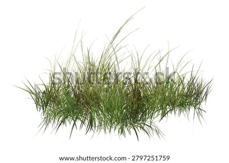 High-quality, sharp isolated clump of green wild grass and weeds on a pure white background. Perfect for architectural rendering, landscape design, and digital collage.