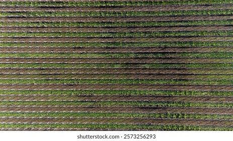 High-Resolution Aerial View of Parallel Vineyard Rows
