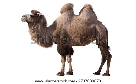 High-resolution Bactrian camel isolated on white background, perfect for wildlife photography and educational design visuals.