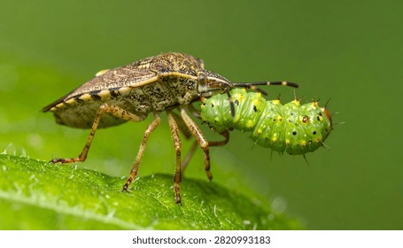 A high-resolution close-up macro shot of a predatory stink bug consuming a bright green caterpillar on a leaf. The image highlights the natural predatory behavior of the insect, with sharp detail on the textures of both the predator and its prey, set against a soft blurred green background.