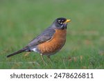 A high-resolution closeup shot of an American Robin (Turdus migratorius)