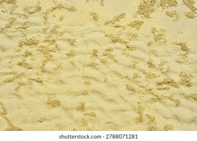 A high-resolution, full-frame top-down abstract view capturing the intricate natural texture of a wet sand bed on a coastal riverbank or beach during low tide. The surface of the fine, yellowish-beige sediment is densely covered with hundreds of tiny, uniform sand pellets and miniature spherical balls. These organic patterns and maze-like structural tracks are created by sand bubbler crabs (Dotillidae family) as they sift through the moist substrate for microscopic nutrients. The composition showcases a detailed contrast between the smooth, undisturbed damp ground and the raised, grainy clusters of crab-processed sand. Shot in soft, natural daylight with a neutral colour profile, the image highlights the delicate, chaotic yet harmonious architecture of marine coastal ecosystems.