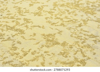 A high-resolution, full-frame top-down abstract view capturing the intricate natural texture of a wet sand bed on a coastal riverbank or beach during low tide. The surface of the fine, yellowish-beige sediment is densely covered with hundreds of tiny, uniform sand pellets and miniature spherical balls. These organic patterns and maze-like structural tracks are created by sand bubbler crabs (Dotillidae family) as they sift through the moist substrate for microscopic nutrients. The composition showcases a detailed contrast between the smooth, undisturbed damp ground and the raised, grainy clusters of crab-processed sand. Shot in soft, natural daylight with a neutral colour profile, the image highlights the delicate, chaotic yet harmonious architecture of marine coastal ecosystems.