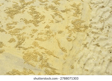 A high-resolution, full-frame top-down abstract view capturing the intricate natural texture of a wet sand bed on a coastal riverbank or beach during low tide. The surface of the fine, yellowish-beige sediment is densely covered with hundreds of tiny, uniform sand pellets and miniature spherical balls. These organic patterns and maze-like structural tracks are created by sand bubbler crabs (Dotillidae family) as they sift through the moist substrate for microscopic nutrients. The composition showcases a detailed contrast between the smooth, undisturbed damp ground and the raised, grainy clusters of crab-processed sand. Shot in soft, natural daylight with a neutral colour profile, the image highlights the delicate, chaotic yet harmonious architecture of marine coastal ecosystems.