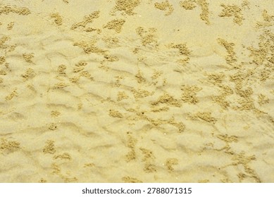 A high-resolution, full-frame top-down abstract view capturing the intricate natural texture of a wet sand bed on a coastal riverbank or beach during low tide. The surface of the fine, yellowish-beige sediment is densely covered with hundreds of tiny, uniform sand pellets and miniature spherical balls. These organic patterns and maze-like structural tracks are created by sand bubbler crabs (Dotillidae family) as they sift through the moist substrate for microscopic nutrients. The composition showcases a detailed contrast between the smooth, undisturbed damp ground and the raised, grainy clusters of crab-processed sand. Shot in soft, natural daylight with a neutral colour profile, the image highlights the delicate, chaotic yet harmonious architecture of marine coastal ecosystems.
