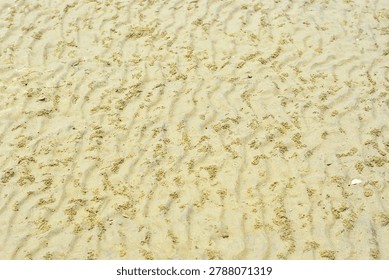 A high-resolution, full-frame top-down abstract view capturing the intricate natural texture of a wet sand bed on a coastal riverbank or beach during low tide. The surface of the fine, yellowish-beige sediment is densely covered with hundreds of tiny, uniform sand pellets and miniature spherical balls. These organic patterns and maze-like structural tracks are created by sand bubbler crabs (Dotillidae family) as they sift through the moist substrate for microscopic nutrients. The composition showcases a detailed contrast between the smooth, undisturbed damp ground and the raised, grainy clusters of crab-processed sand. Shot in soft, natural daylight with a neutral colour profile, the image highlights the delicate, chaotic yet harmonious architecture of marine coastal ecosystems.