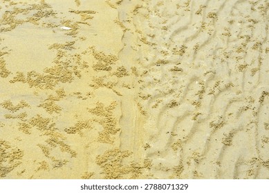 A high-resolution, full-frame top-down abstract view capturing the intricate natural texture of a wet sand bed on a coastal riverbank or beach during low tide. The surface of the fine, yellowish-beige sediment is densely covered with hundreds of tiny, uniform sand pellets and miniature spherical balls. These organic patterns and maze-like structural tracks are created by sand bubbler crabs (Dotillidae family) as they sift through the moist substrate for microscopic nutrients. The composition showcases a detailed contrast between the smooth, undisturbed damp ground and the raised, grainy clusters of crab-processed sand. Shot in soft, natural daylight with a neutral colour profile, the image highlights the delicate, chaotic yet harmonious architecture of marine coastal ecosystems.