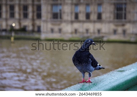 A high-resolution, full-length side profile shot of a common rock pigeon (Columba livia) perched on a weathered green metal railing. The pigeon features characteristic dark grey and charcoal plumage with a slight iridescent sheen on its neck, a small head, and distinctive bright reddish-pink legs and feet. The bird is captured in a moment of stillness with its eye closed, suggesting a resting or sleeping state. The background is softly blurred (shallow depth of field), showing a wide, brown-colored river with ripples on the water surface. In the far distance, the out-of-focus architecture of a large, historic stone building with multiple rectangular windows is visible, suggesting an urban European city setting, possibly London. The lighting is soft and diffused, typical of an overcast day, creating natural tones without harsh shadows. The composition places the bird on the right side of the frame, looking toward the right, with the railing leading the eye diagonally from the bottom right toward the center. The image captures the intersection of urban wildlife and city infrastructure in a serene, candid moment.