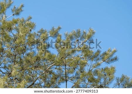 Highresolution illustration of pine elements for education. Accurate and detailed representation of pine plant components perfect for scientific analysis and teaching