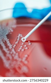 Highresolution Image Capturing Bacterial Growth And Inoculation Process Under Clinical Lighting Conditions