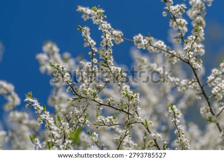 Highresolution image capturing intricate textures of white roses. Photograph showcasing detailed white flowers with visible stamens and contrasting natural background patterns