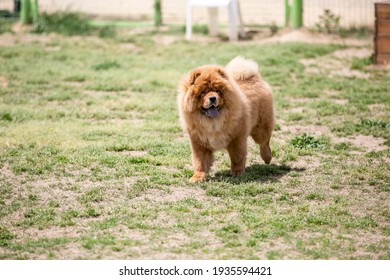 A High-resolution Image Of A Chow Chow Dog Breed That Was Raised By The Chinese Imperial Family Playing On The Lawn.
