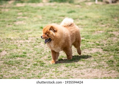 A High-resolution Image Of A Chow Chow Dog Breed That Was Raised By The Chinese Imperial Family Playing On The Lawn.