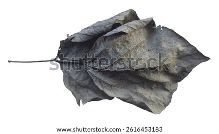High-resolution image of a dry leaf isolated on a clean white background. Perfect for design, botanical illustrations, or nature-related compositions.