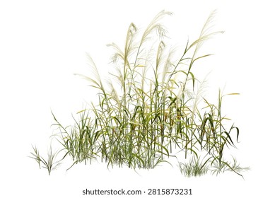 High-resolution image of elegant miscanthus grass isolated on a white background, featuring sharp details and natural beauty, ideal for botanical, landscaping, and design projects.