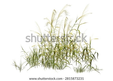 High-resolution image of elegant miscanthus grass isolated on a white background, featuring sharp details and natural beauty, ideal for botanical, landscaping, and design projects.