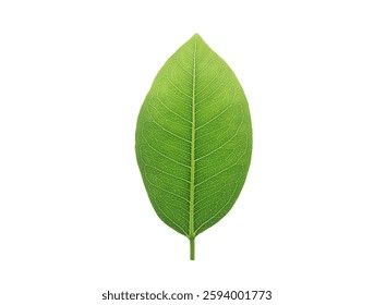 High-resolution image of Green leaf, isolated on a pure white background.  Reduce CO2 emission concept.Clean and friendly environment without carbon dioxide emissions.With clipping path.