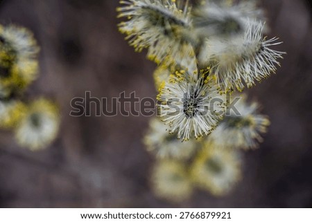 Highresolution image of pollen clusters with fine filamentous hairs in warm lighting