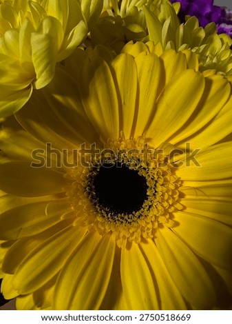 Highresolution image showcasing luminous yellow petals and textured core