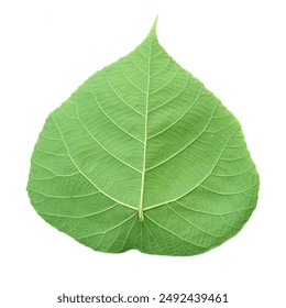 High-resolution image of a vibrant green leaf showcasing intricate vein patterns, isolated on a white background. - Powered by Shutterstock