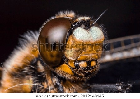 High-resolution macro image of a dragonfly (Anisoptera) head, showcasing its compound eye, mouthparts, and bristles. Ideal for science textbooks, biology articles, educational materials, and nature-themed designs.