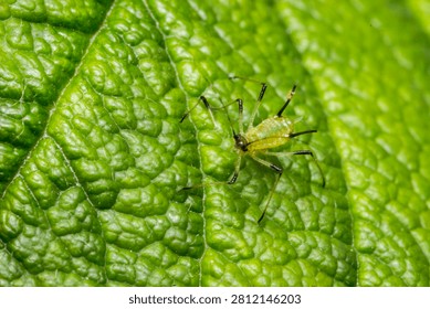 High-resolution macro image of a predatory bug (Macrolophus pygmaeus), commonly known as a green plant bug or biocontrol mirid, with translucent body and fine bristles. Ideal for agricultural guides, biocontrol resources, entomology courses, and eco-farming marketing materials.