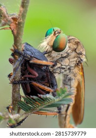 High-resolution macro image of a robber fly feeding on captured prey while perched on natural vegetation, highlighting its bristly body, large compound eyes, and strong piercing mouthparts.
