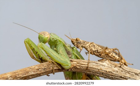 A high-resolution macro photograph capturing an interaction between a green mantis and a brown grasshopper on a textured twig. The neutral, soft-focus background highlights the intricate details of the insects, showcasing nature, predatory behavior, and wildlife biodiversity in a studio-style setting.