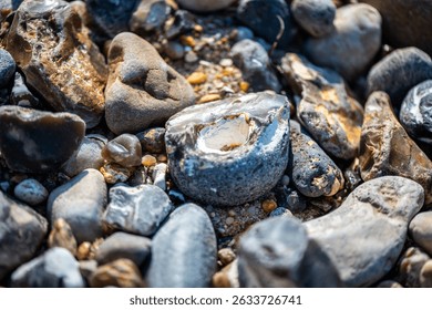 A high-resolution macro photograph capturing the intricate surface of a sea-weathered stone found along the coast.