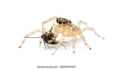 A high-resolution macro shot capturing the precise moment a small jumping spider consumes a housefly. The spider and its prey are isolated against a pure white background, highlighting the biological details and natural predatory behavior of the arachnid.