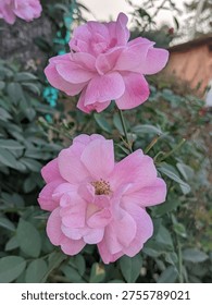 A high-resolution macro shot of a delicate light pink rose. The image captures the soft, velvety texture of the petals and the intricate details of the flower's center. The gentle pastel color evokes feelings of romance, elegance, and grace. Perfect for Mother’s Day, weddings, Valentine’s Day, or floral-themed background designs