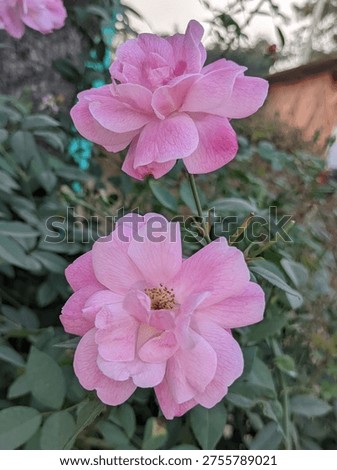 A high-resolution macro shot of a delicate light pink rose. The image captures the soft, velvety texture of the petals and the intricate details of the flower's center. The gentle pastel color evokes feelings of romance, elegance, and grace. Perfect for Mother’s Day, weddings, Valentine’s Day, or floral-themed background designs