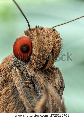 high-resolution macro shot of an insect (Lepidoptera) featuring a shallow depth of field. The image emphasizes the contrast between the vivid red eye and the earthy tones of the butterfly's thorax