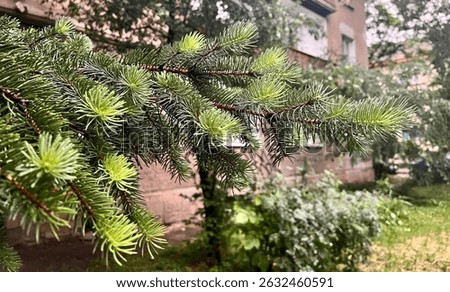 High-resolution macro shot of a spruce (pine) tree branch with vibrant young green needles. Captured in natural daylight, this evergreen conifer represents growth, freshness, and nature. Ideal for eco